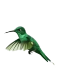 Colibrí animado