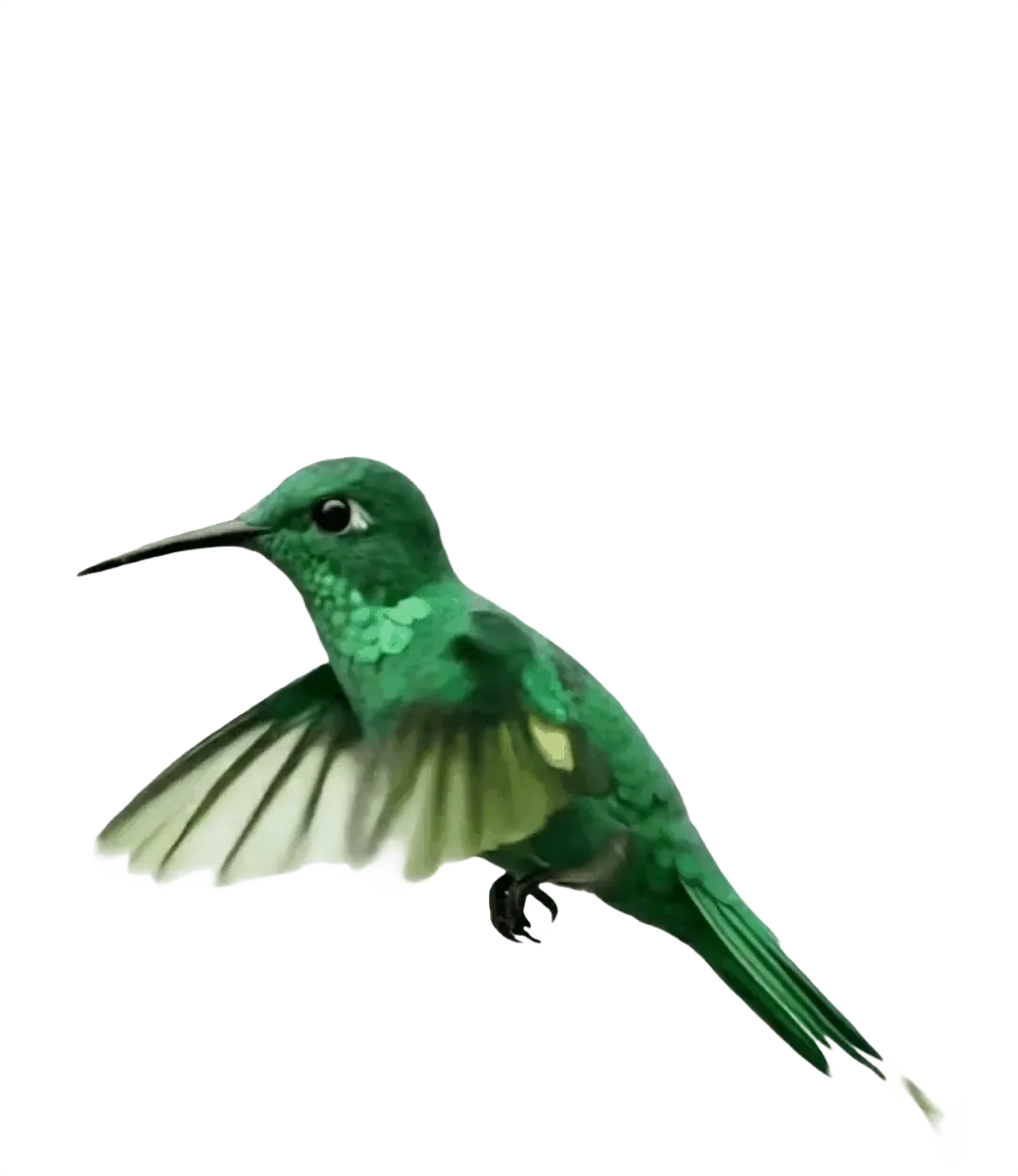 Colibrí animado