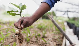 Agronegocios Sostenibles