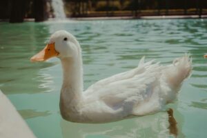 Especialización en Nutrición y Alimentación Animal de Especies no Convencionales