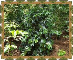 Finca La Vega y Los Pumarrosos