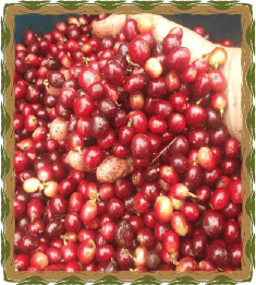 Reserva Cafetera 1983