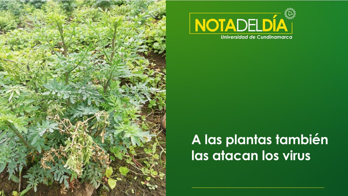 Viruses also attack plants