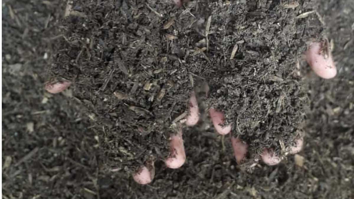 Food for crops — image 2 of 4