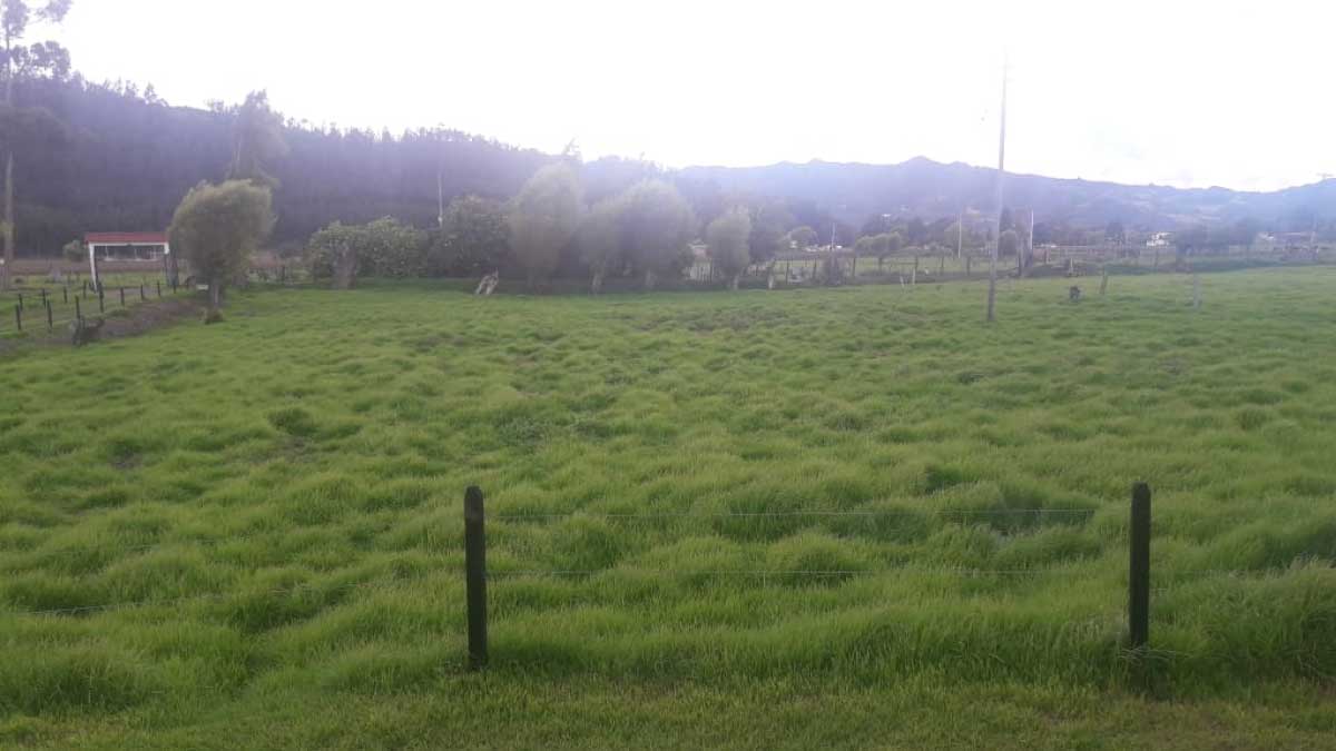 Food for crops — image 3 of 4