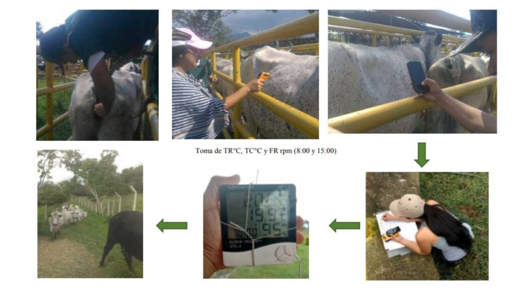 Aporte a la eco-fisiología del ganado Blanco-Orejinegro (BON) — imagen 1 de 3