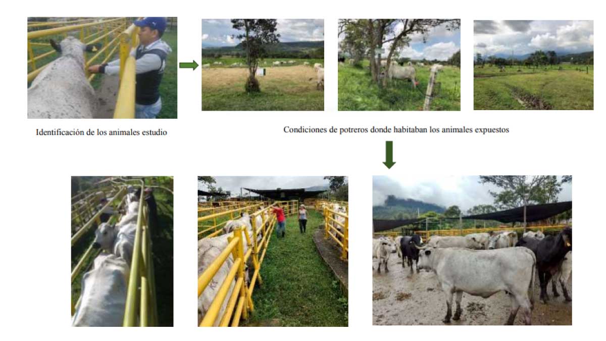 Aporte a la eco-fisiología del ganado Blanco-Orejinegro (BON) — imagen 2 de 3