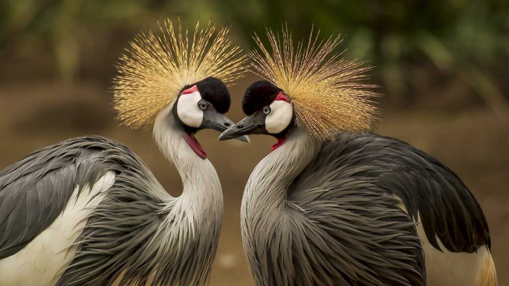 Aportes de estudiantes a la preservación de la fauna