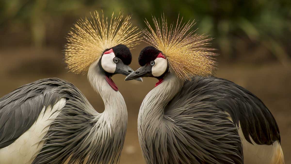 Aportes de estudiantes a la preservación de la fauna