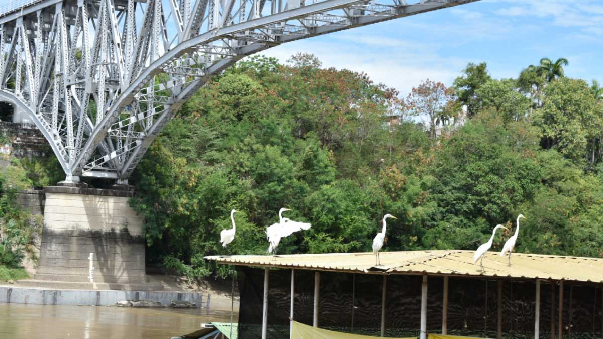 Birdwatching, a bet on tourism — image 1 of 2