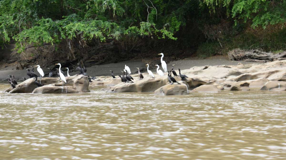 Birdwatching, a bet on tourism — image 2 of 2