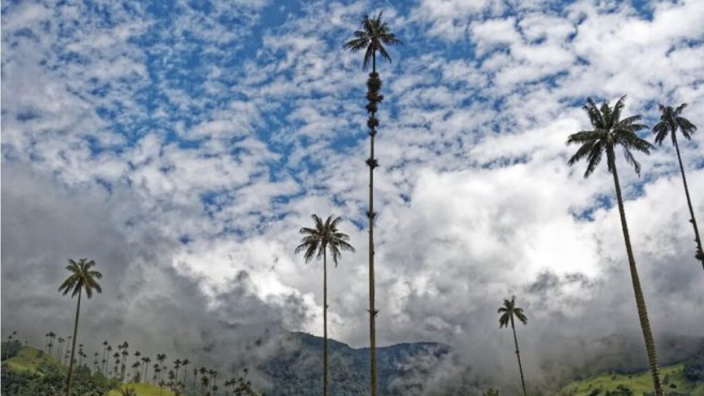 Becas Colombia Biodiversa: desde el 26 de julio