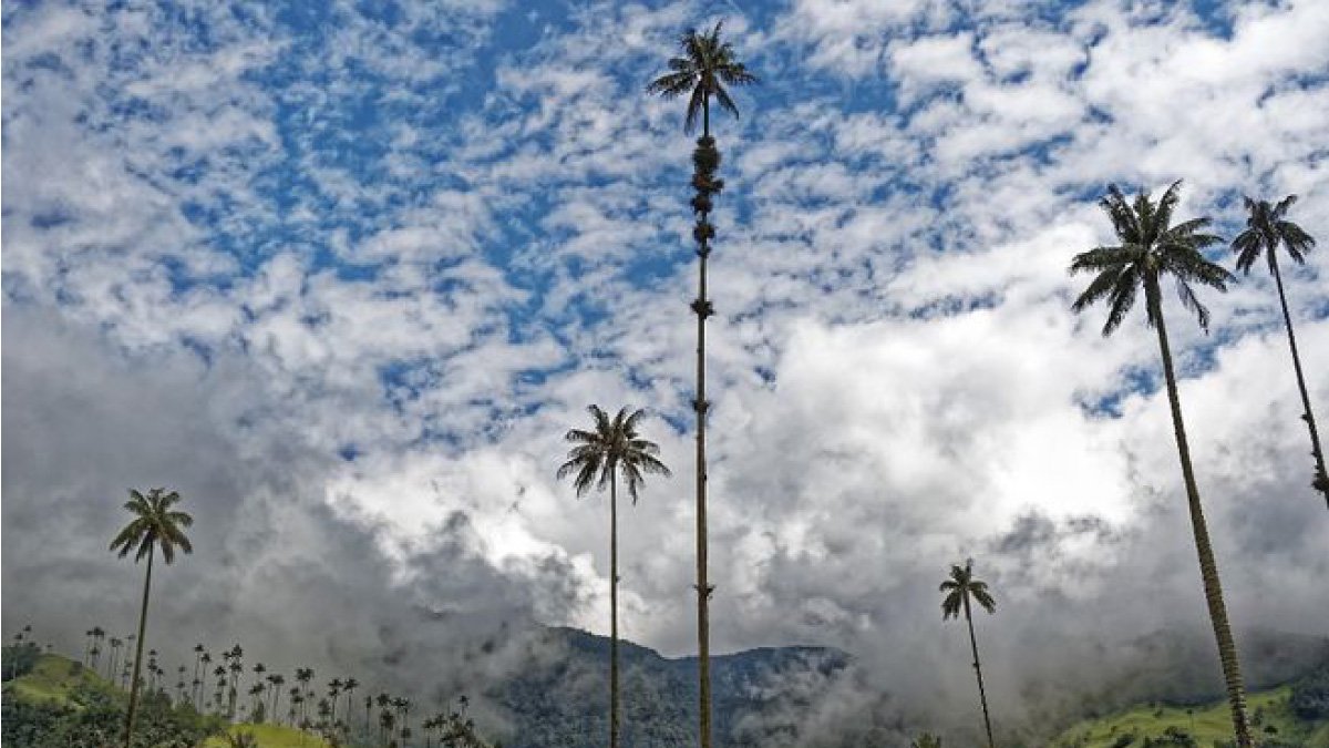 Becas Colombia Biodiversa: desde el 26 de julio