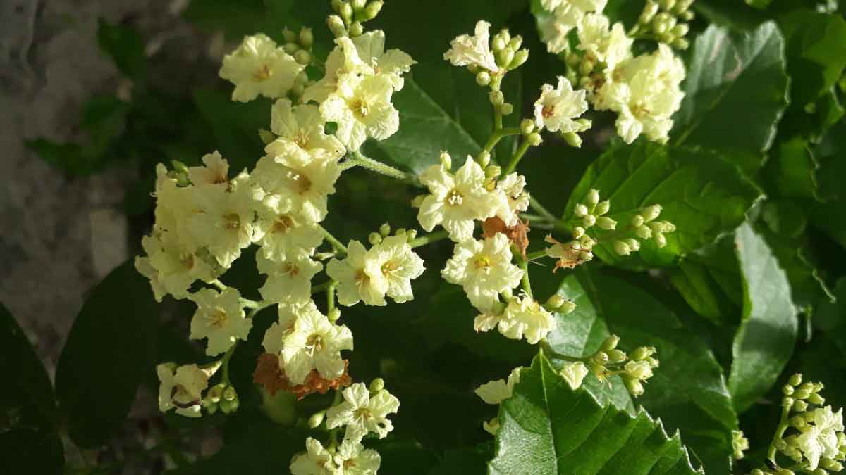 Biocomercio: el bosque no solo es sabio también es generoso — imagen 2 de 3