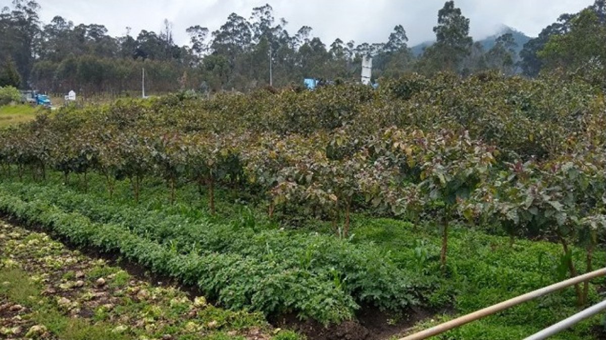 They characterize diseases of the tree tomato