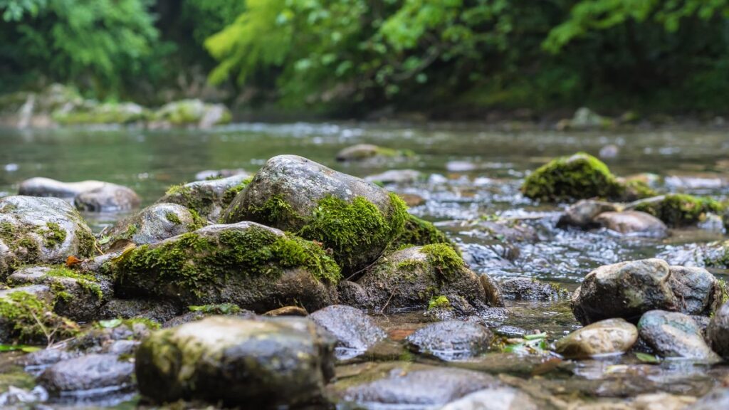 ¿Cómo contribuir con la biodiversidad?