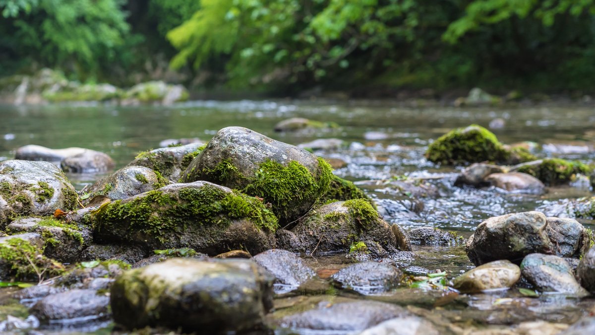 ¿Cómo contribuir con la biodiversidad?