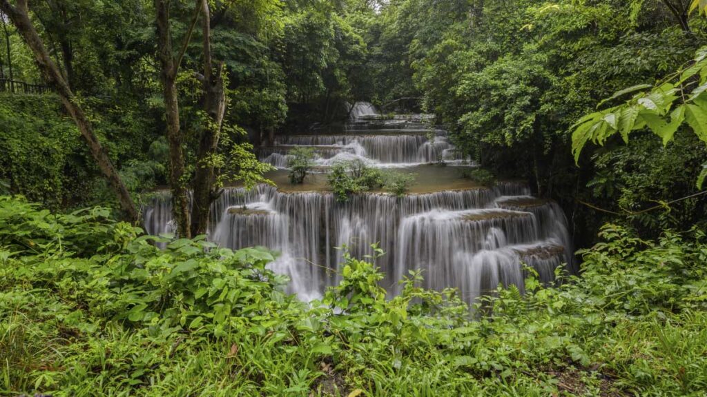 Conservación de la biodiversidad, lema para el 2020