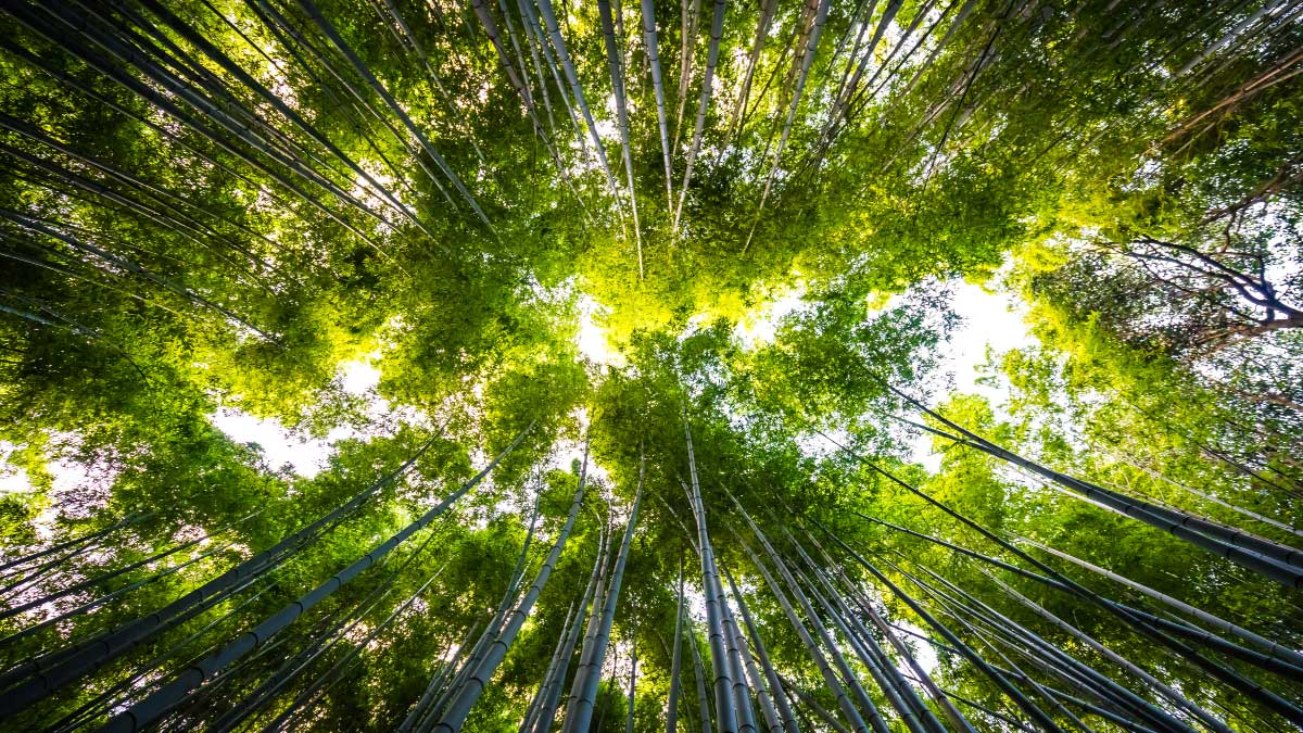CoronArchivos, registra la restauración ambiental