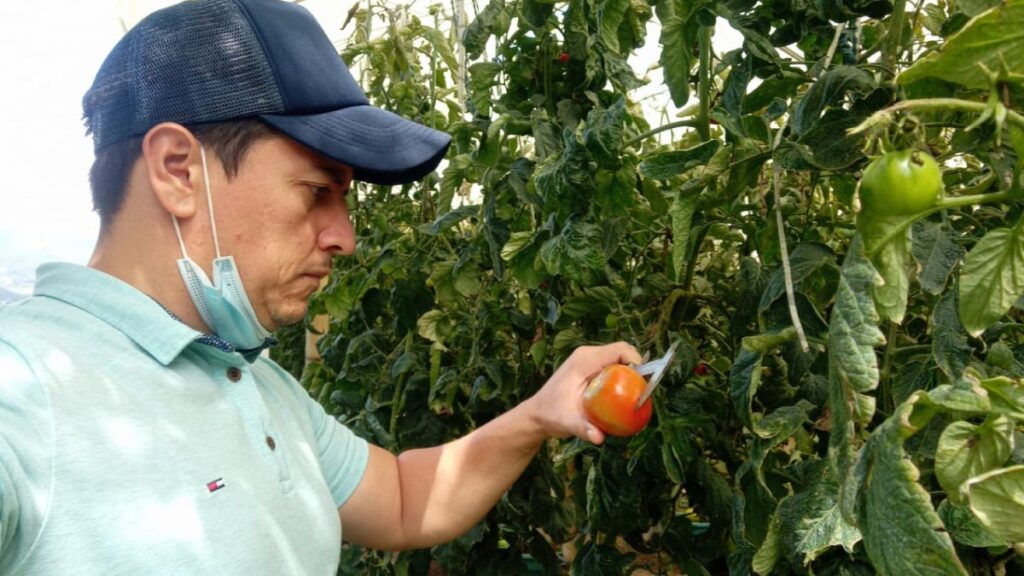 Docentes trabajan en microorganismo que ayuda al tomate