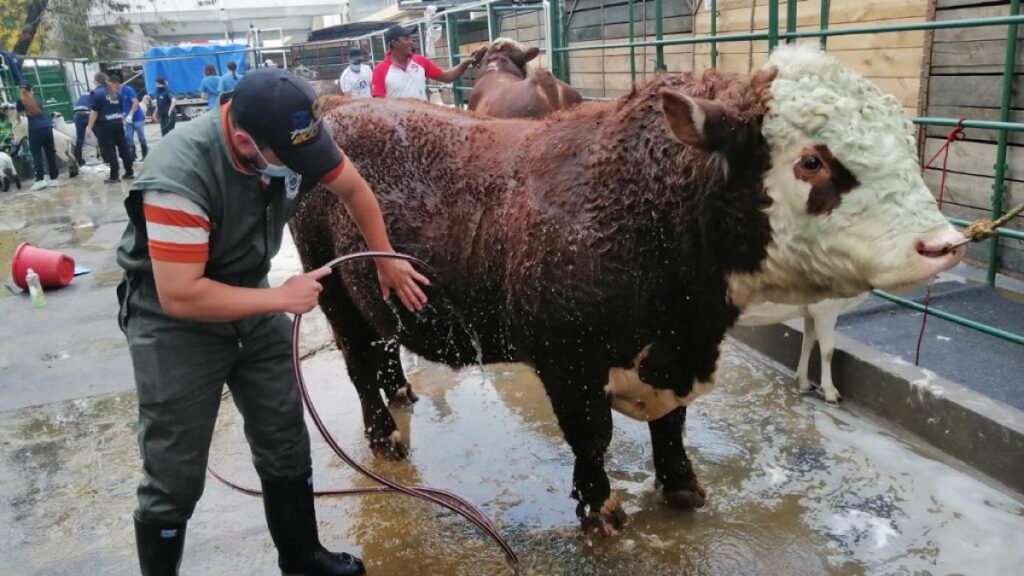 Estudiantes de zootecnia participaron en Agroexpo — imagen 1 de 3