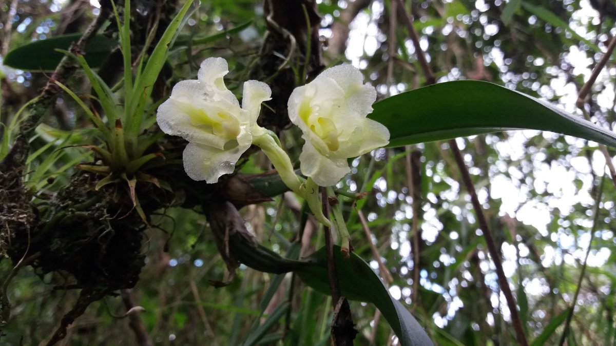 Explorando el mundo de las orquídeas — imagen 5 de 7 Explorando el mundo de las orquídeas — imagen 5 de 7