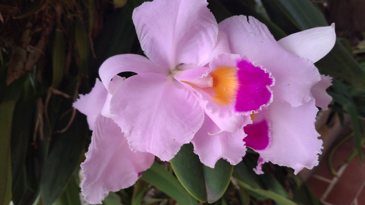 Explorando el mundo de las orquídeas — imagen 6 de 7 Explorando el mundo de las orquídeas — imagen 6 de 7