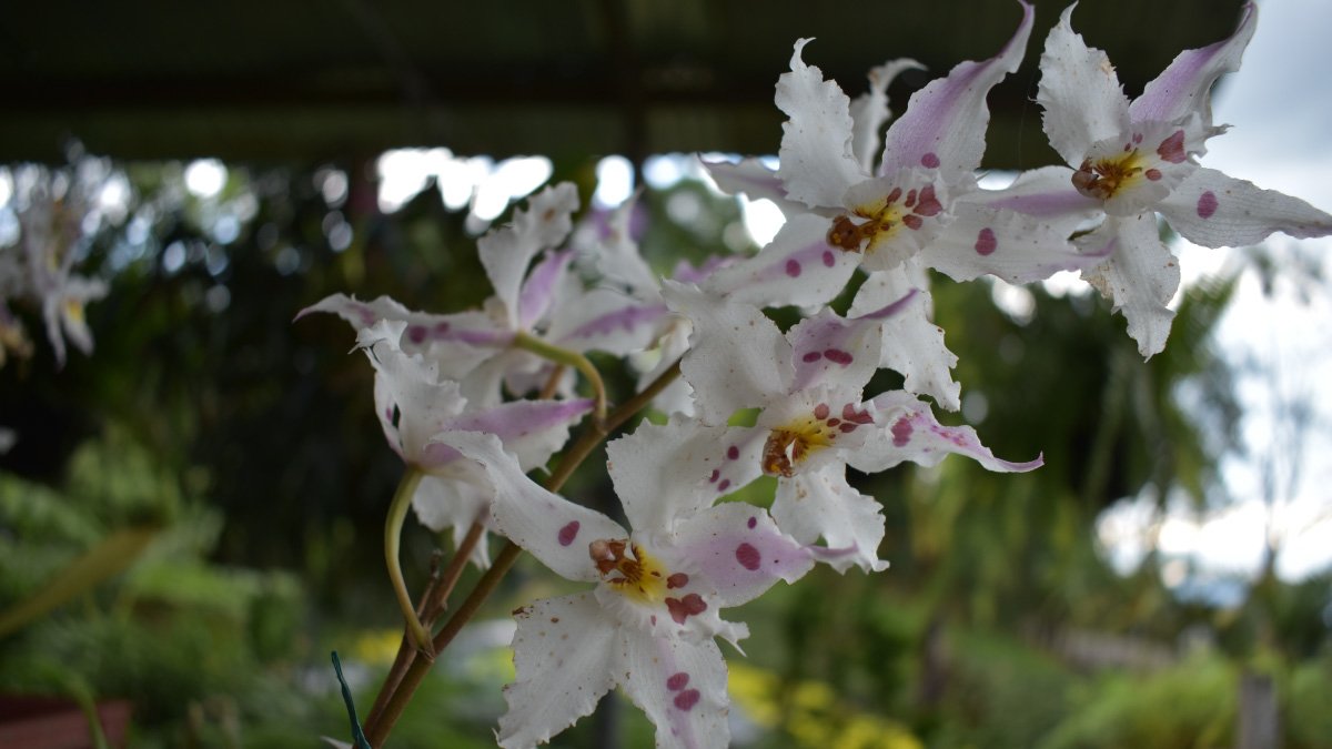 Explorando el mundo de las orquídeas — imagen 7 de 7 Explorando el mundo de las orquídeas — imagen 7 de 7