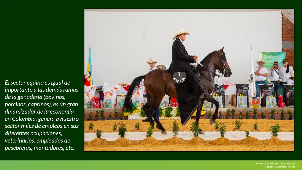 Festival equino UCundinamarca — imagen 7 de 8