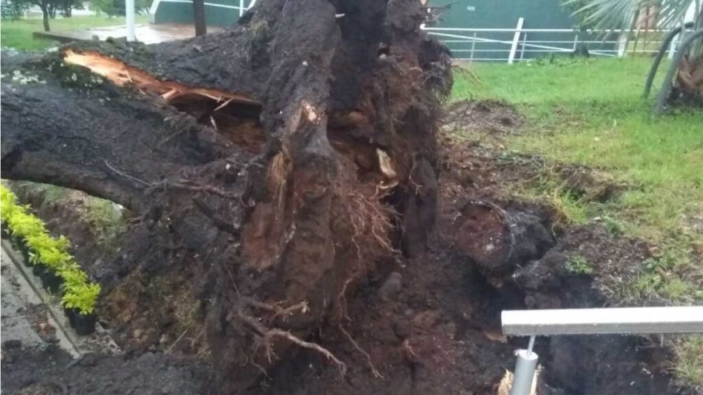 Fuerte tormenta en Fusagasugá derriba árbol — imagen 1 de 3