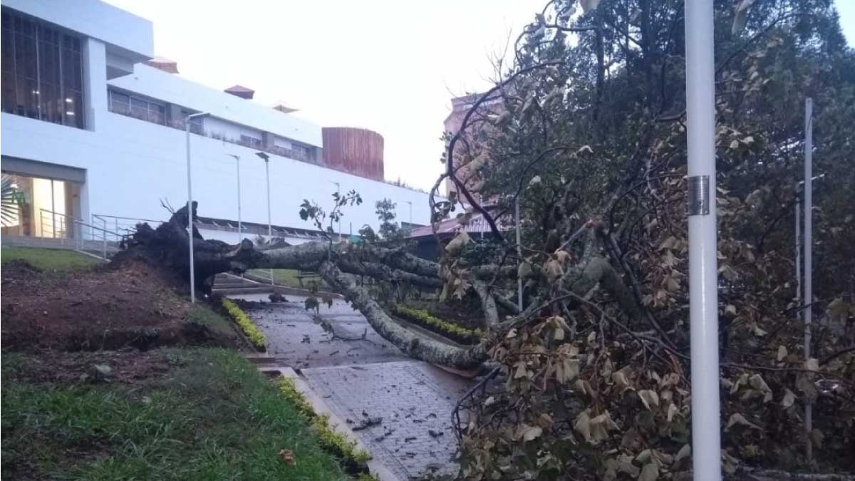 Fuerte tormenta en Fusagasugá derriba árbol — imagen 2 de 3