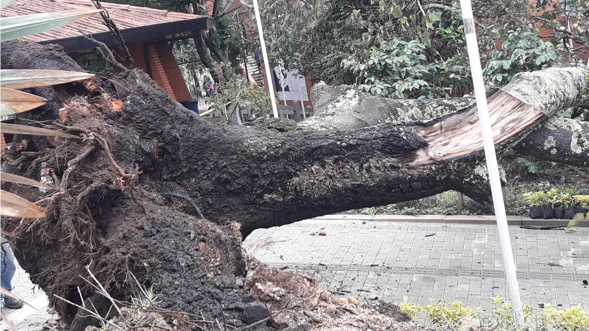 Fuerte tormenta en Fusagasugá derriba árbol — imagen 3 de 3