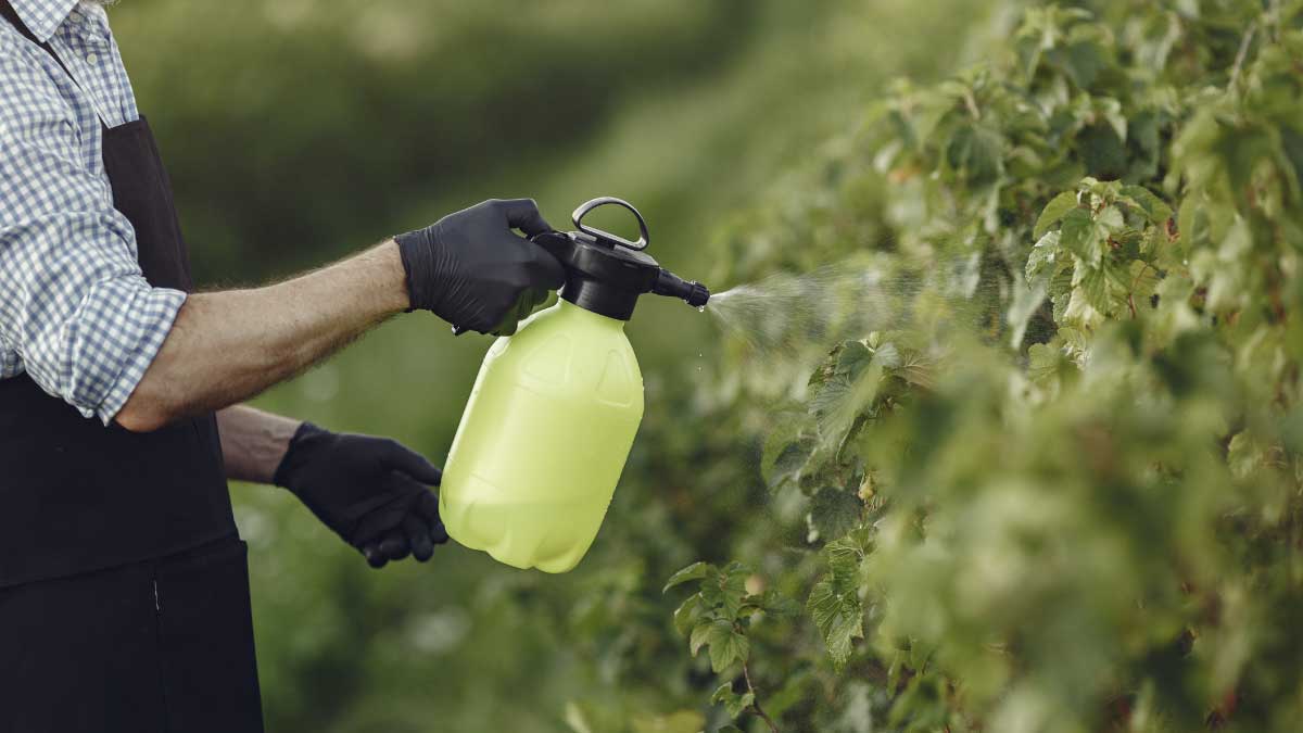 Pesticides identified in some crops in Sumapaz that affect human health