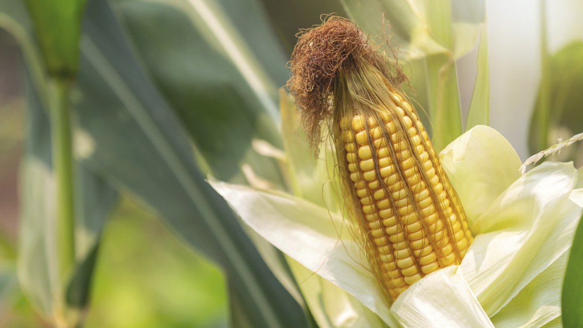 Investigación de estudiantes ingeniería agronómica