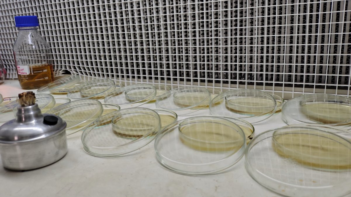 Investigación pionera sobre la calidad de alimentos caninos — imagen 3 de 5