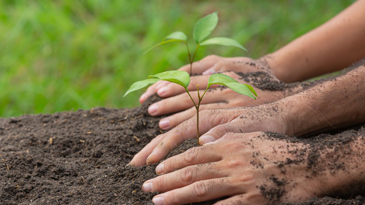 Reforestation day in Facatativá