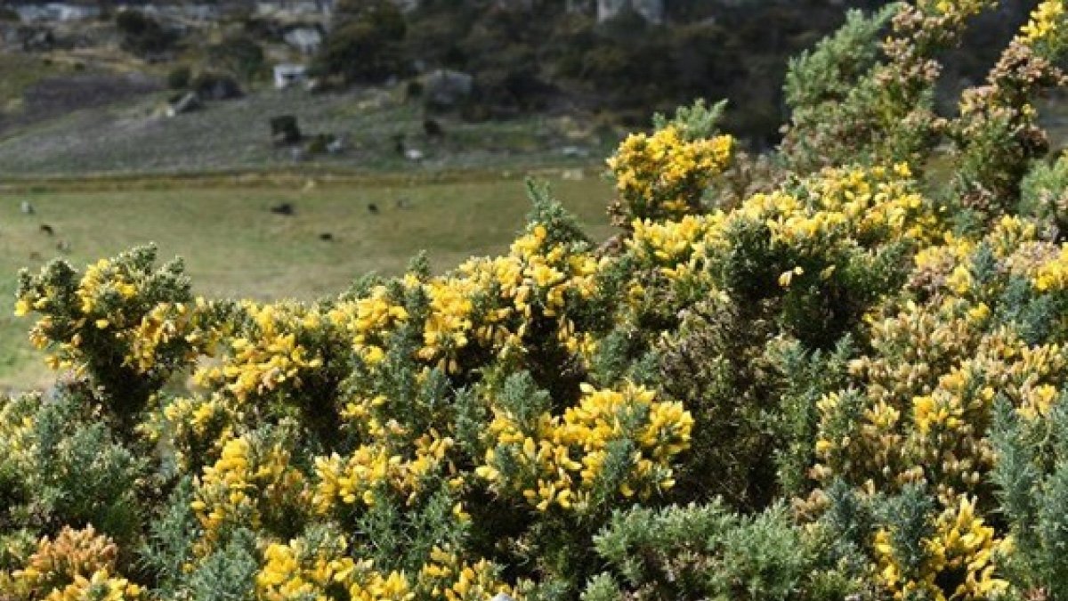 Researchers seek to curb the spread of gorse