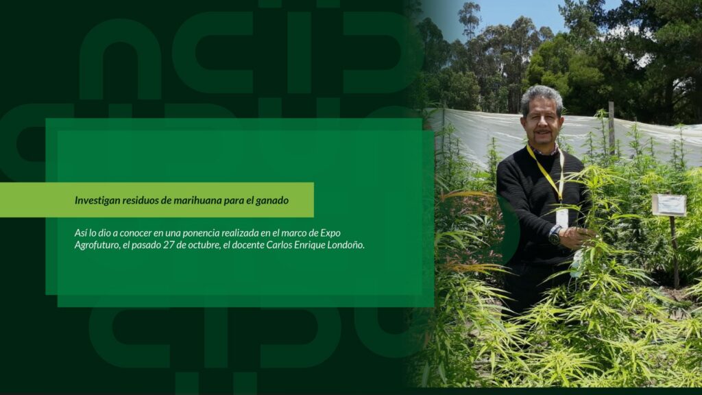 Investigan residuos de marihuana para el ganado