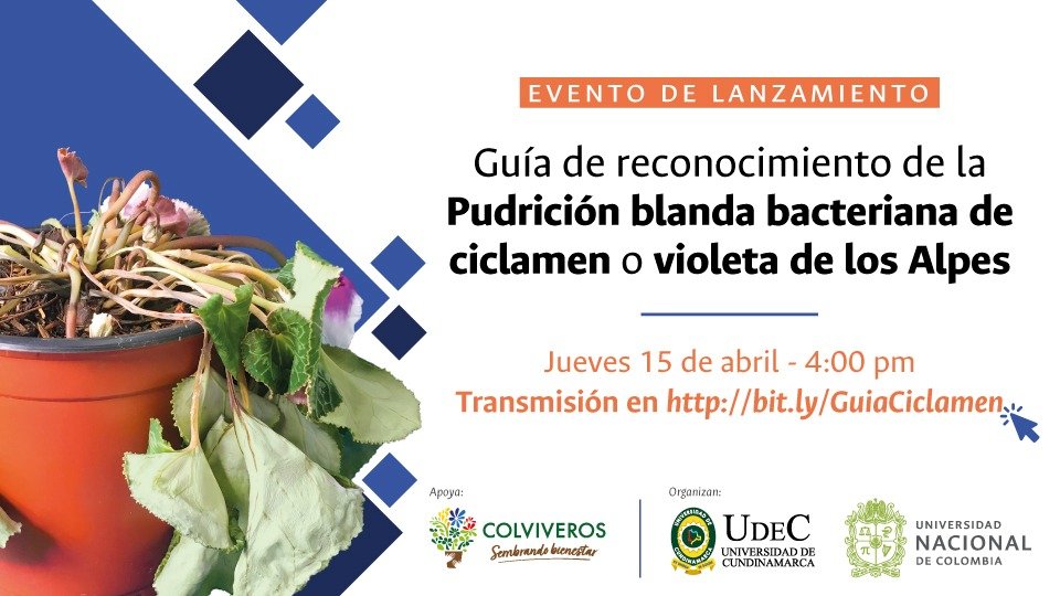 Lanzamiento de la guía de pudrición de la violeta de los Alpes Lanzamiento de la guía de pudrición de la violeta de los Alpes