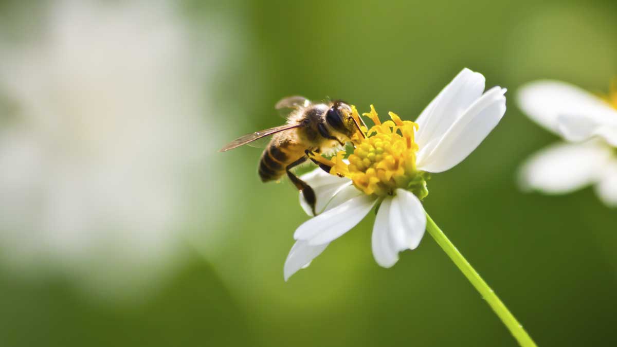 Bees and their importance in the department of Cundinamarca