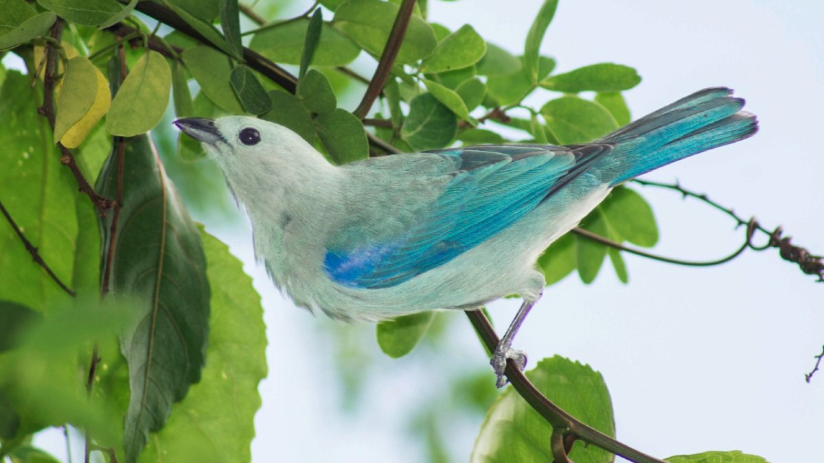 Las aves y la fauna en la seccional Girardot — imagen 2 de 3