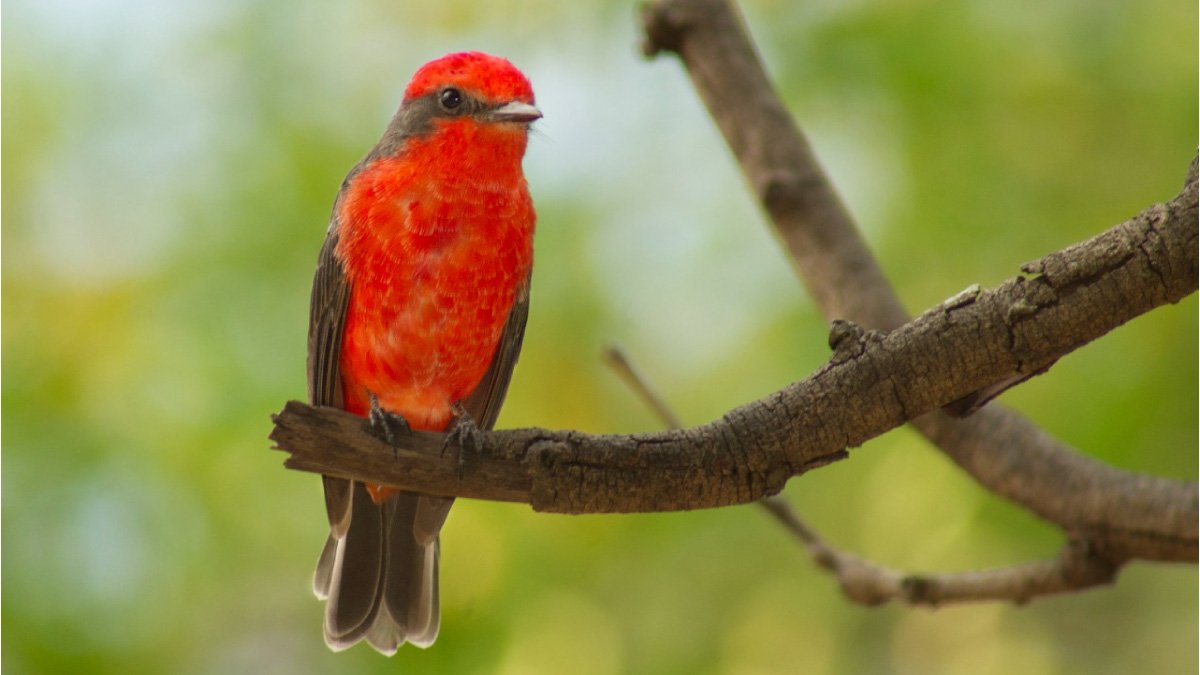 Las aves y la fauna en la seccional Girardot — imagen 3 de 3