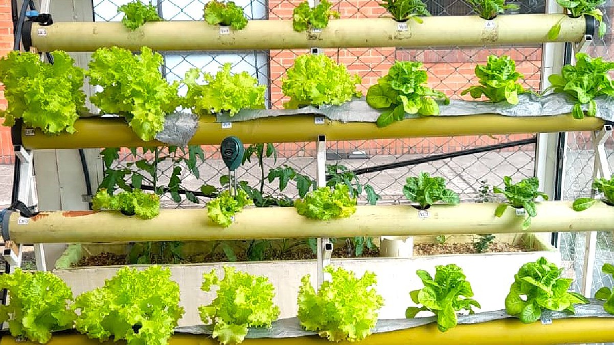 LESTOMA, proyecto que revoluciona la producción alimenticia — imagen 3 de 3