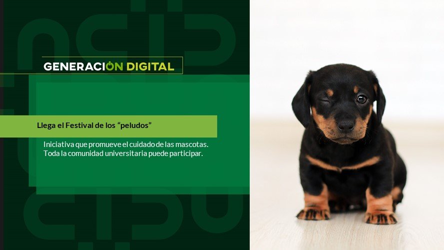Llega el Festival de los “peludos”