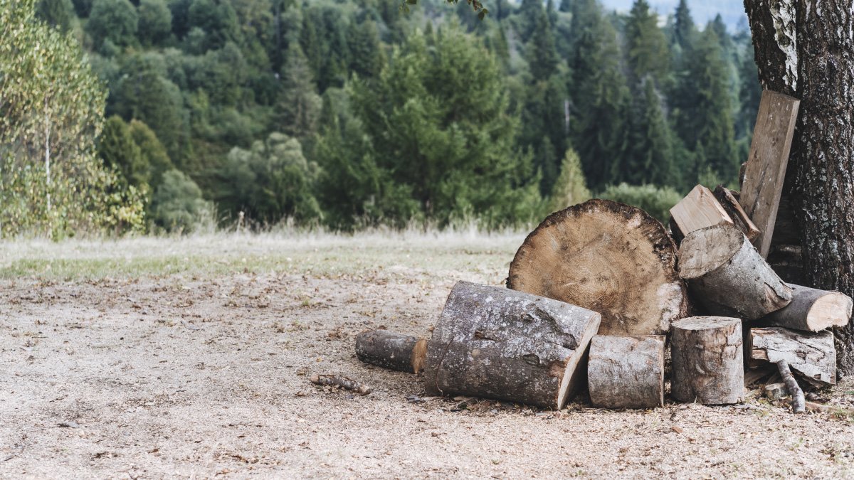 Más protección para los bosques en Colombia