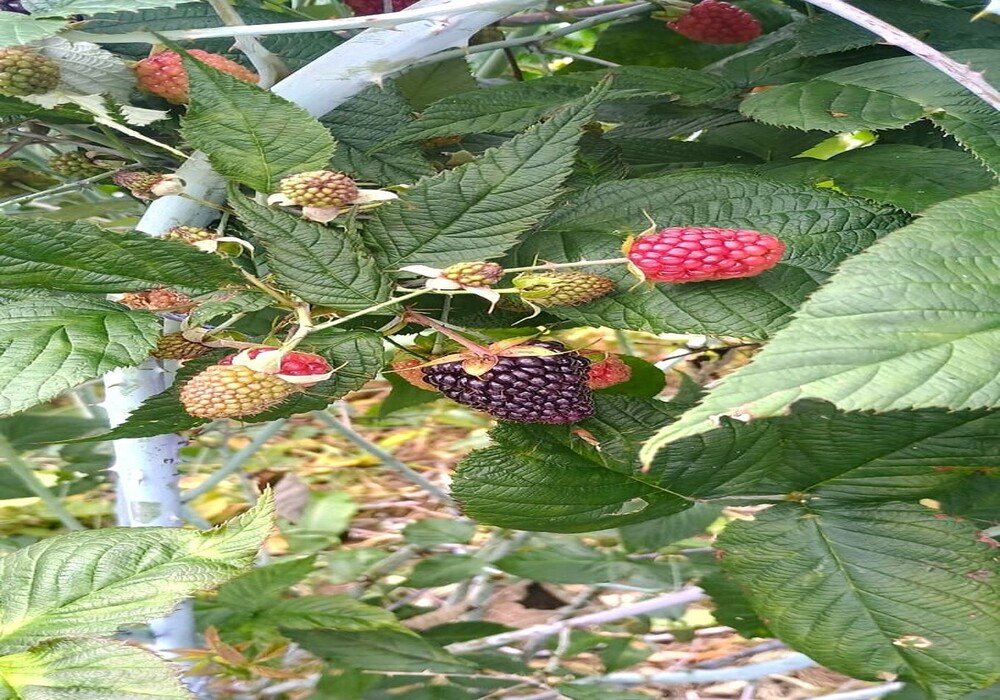 Micropropagación de mora de Castilla — imagen 5 de 5