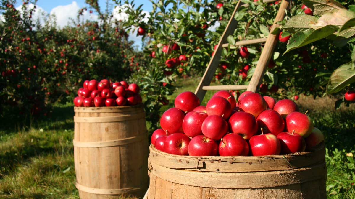 Nueva plataforma que conecta el agro con la tecnología