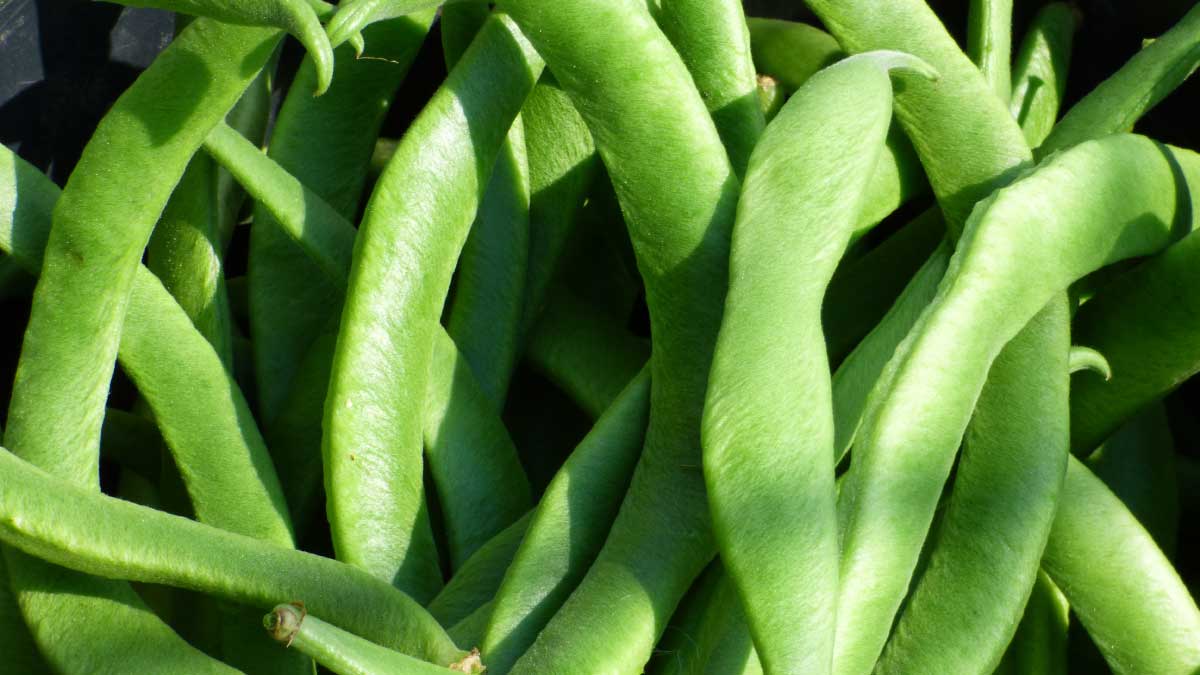 Nuevas variedades de habichuela con menos agroquímicos
