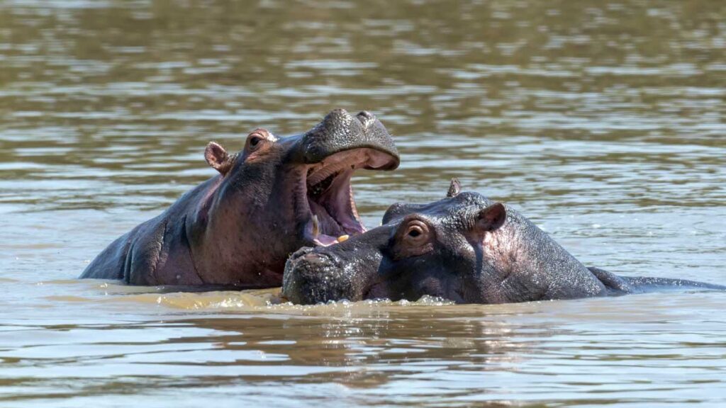 Hippopotamus management plan in the Magdalena River