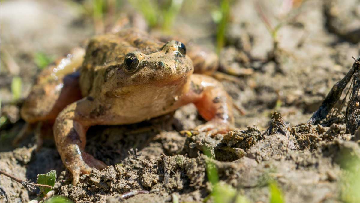Preocupación por la extinción de una rana en el departamento de Cundinamarca